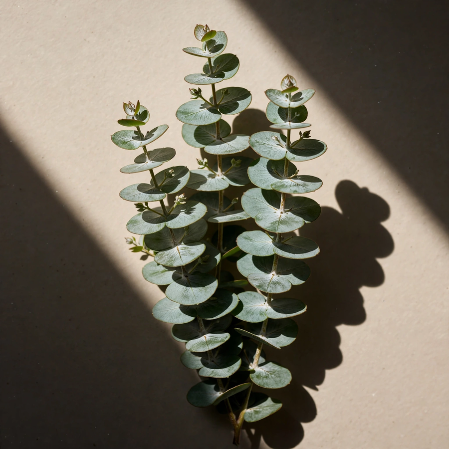 Eucalyptus leaves